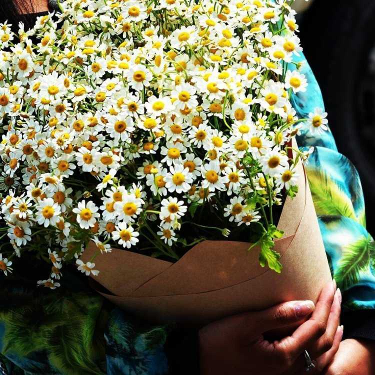 Мелкие ромашки букет