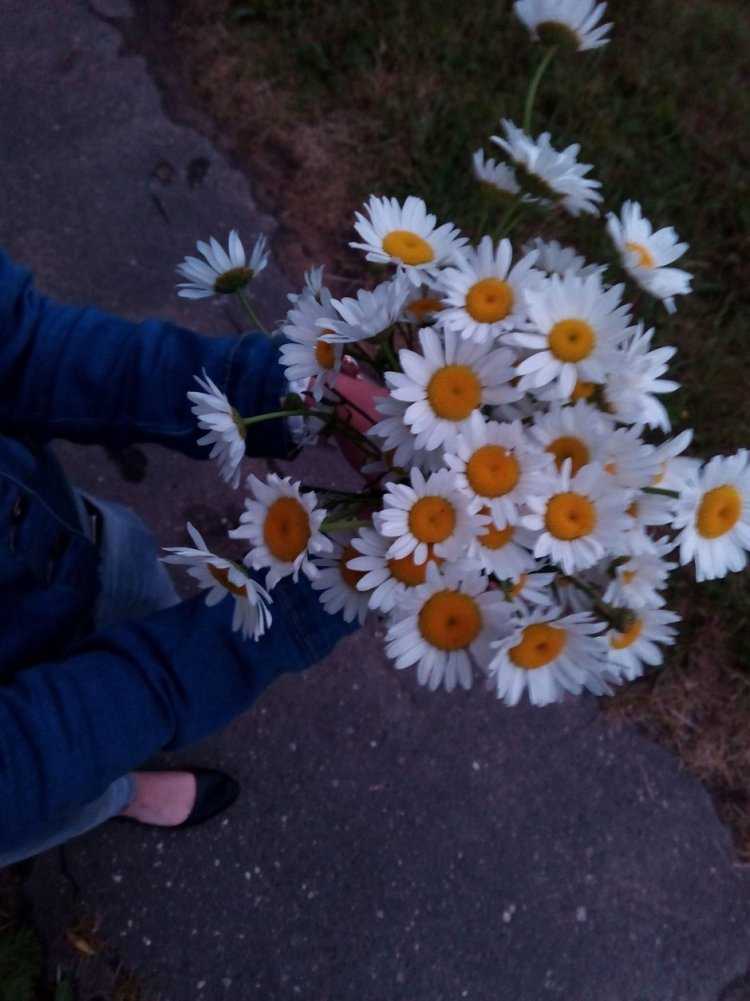 Букет ромашек в руках
