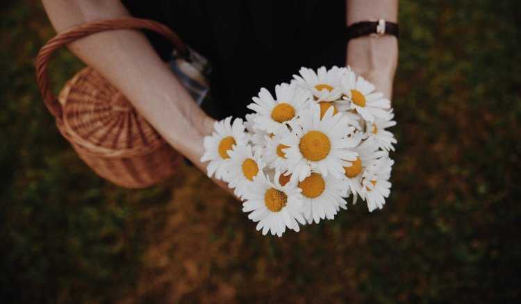 Букетик ромашек в руке