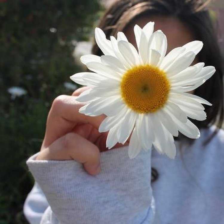 Девушка с ромашками без лица