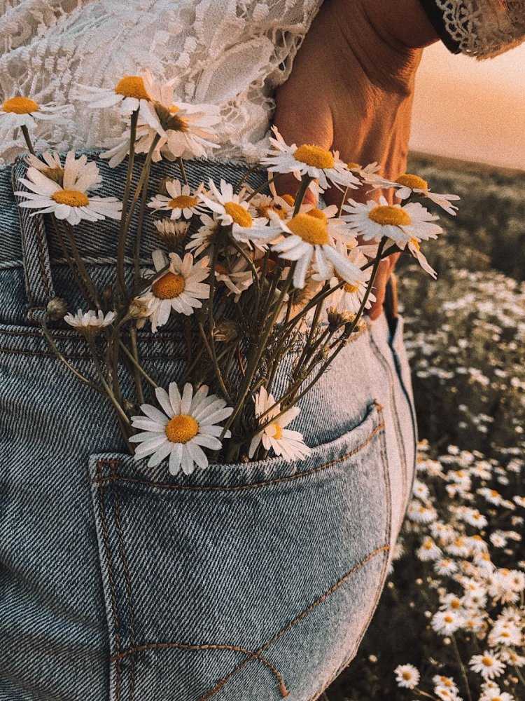 Ромашки Эстетика