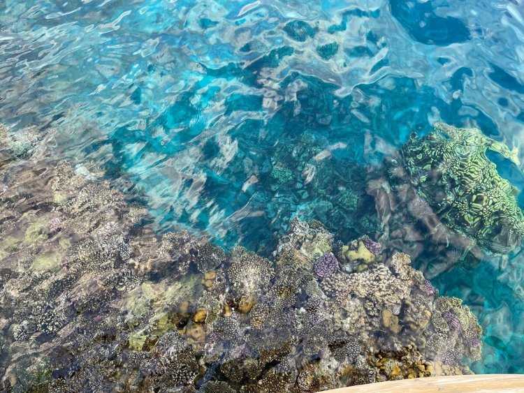 Немка в египте64