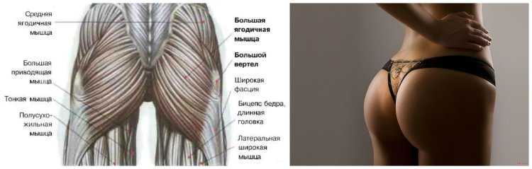 Средняя ягодичная мышца анатомия