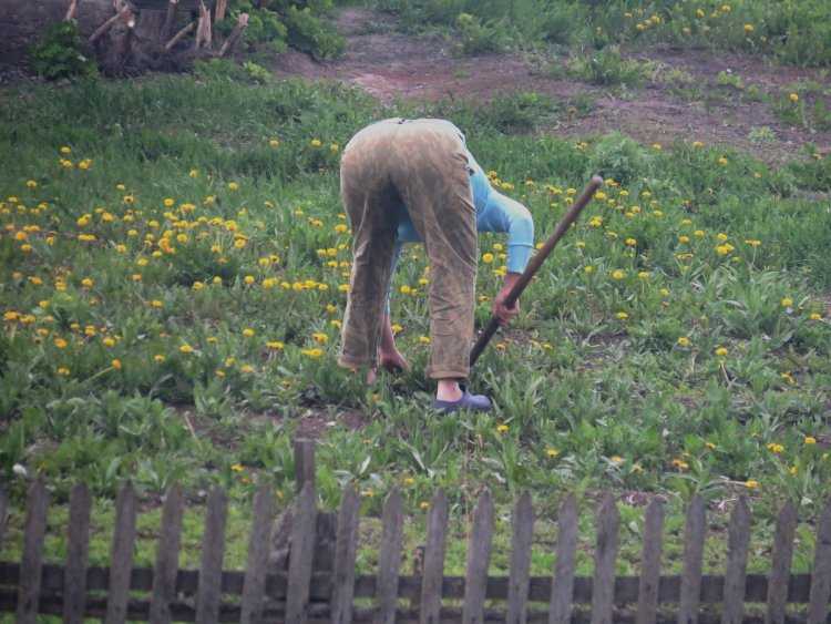 Рачком в огороде
