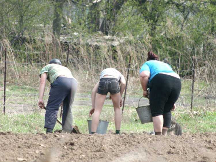 Кверху попой в огороде